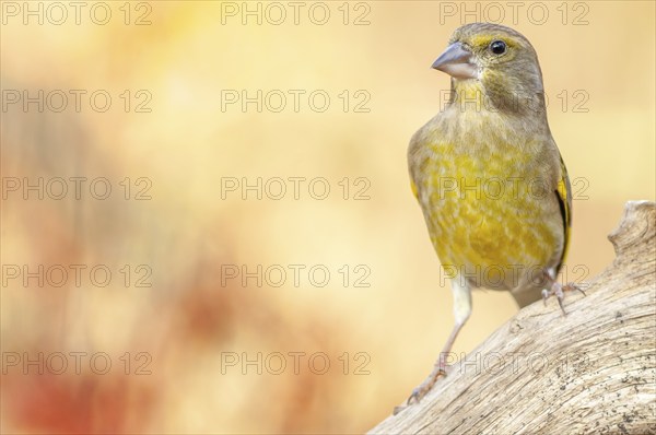 Greenfinch perched on a branch in the forest. (Chloris chloris) . France