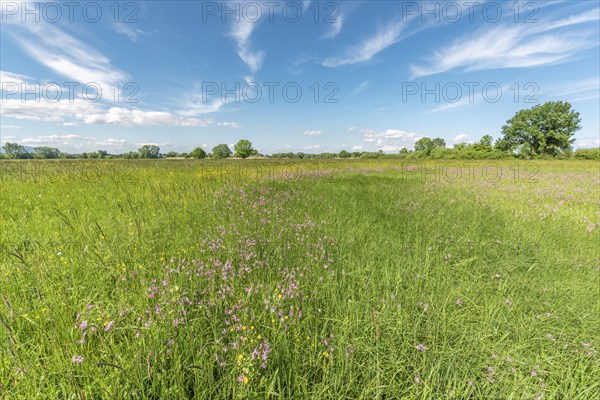 Natural meadow with pink spring flowers. Alsace, France, Europe