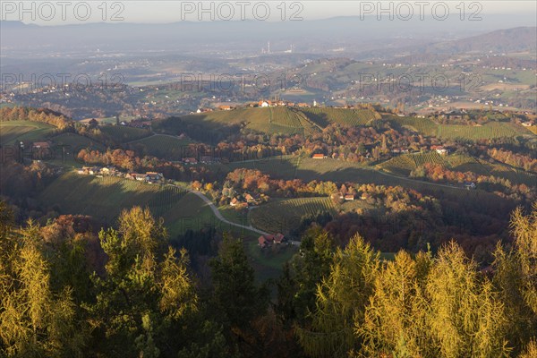 Autumn atmosphere in the evening light, forest with foliage colouring, hilly landscape, vineyards,