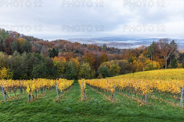 Morning atmosphere at the vineyard, fog drifts over wooded hills in the valley, St. Andrä-Höch,