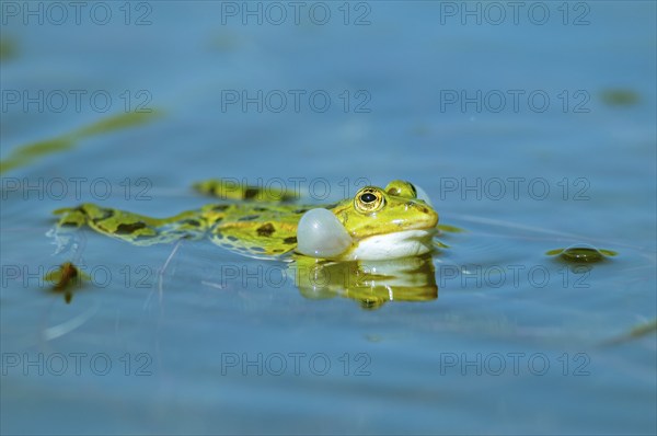 Marsh frog (Rana ridibunda) in a pond in spring. Black-headed frog (Rana ridibunda) in a pond in