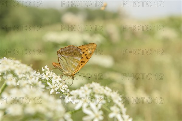 Silver-washed fritillary butterfly (Argynnis paphia) on a flower. Alsace, France, Europe