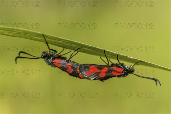 Six-spot burnet (Zygaena filipendulae) mating in a meadow