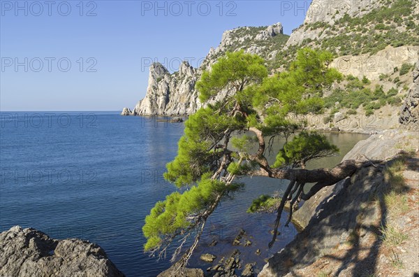 Relict pine from the remnants of the Golitsyn Trail leading from the Novyy Svet to the Royal beach.