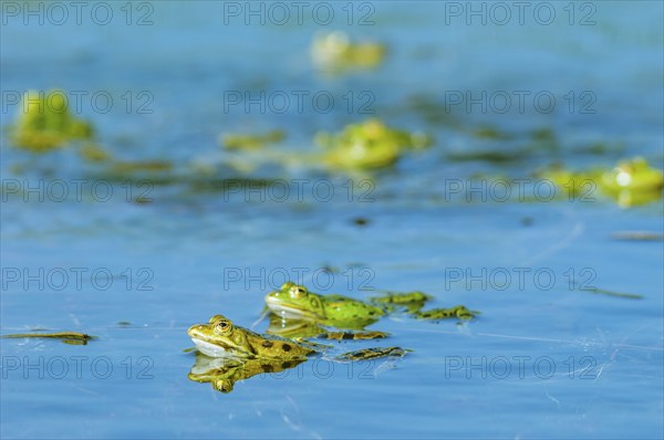 Marsh frog (Rana ridibunda) in a pond in spring. France