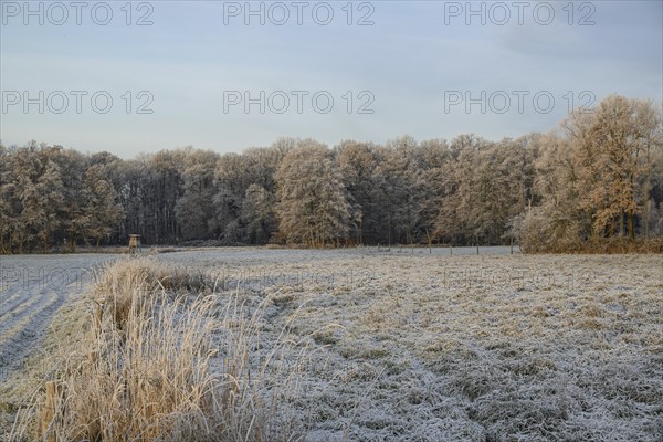 Fields with a light frost layer, surrounded by wintry forests, Velen, North Rhine-Westphalia,