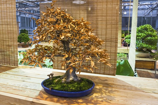 Bonsai, Japanese beech (Fagus crenata) . Age, about 50 years. Exhibition of Bonsai in Aptekarsky