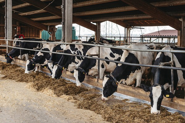 Calf cow in cage, caring on bio farm farming, feed hay grass silage pets, dairy cattle breeds,