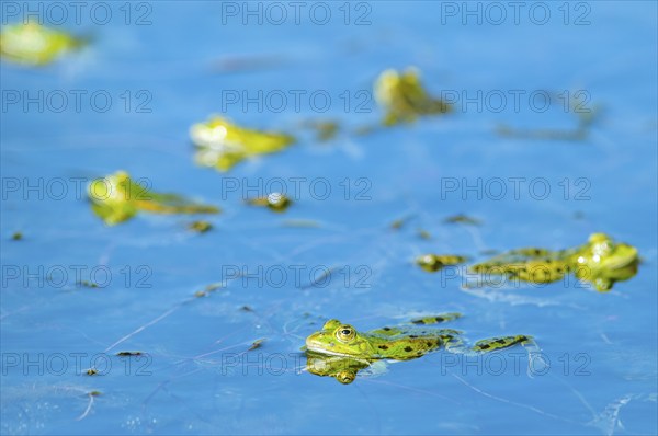 Marsh frog (Rana ridibunda) in a pond in spring. France