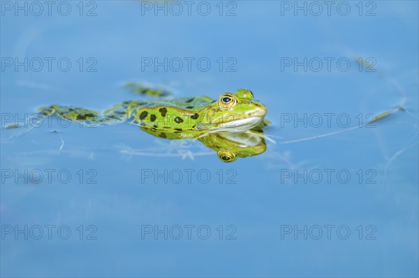 Marsh frog (Rana ridibunda) in a pond in spring. France
