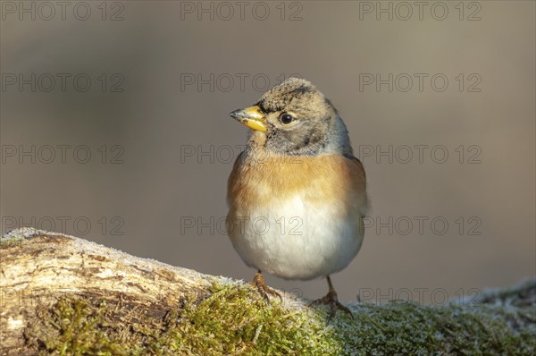Brambling (Fringilla montifringilla) perched on a branch in the forest in winter. France