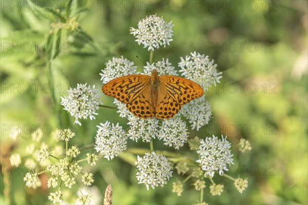 Silver-washed fritillary butterfly (Argynnis paphia) on a flower. Alsace, France, Europe