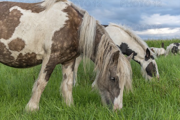 Irish cob horses in a pasture in spring. In the French countryside, horses go out into the meadows