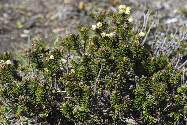 Wild flora of Kamchatka Peninsula, Siberian Juniper (Juniperus sibirica Burgsd), low small
