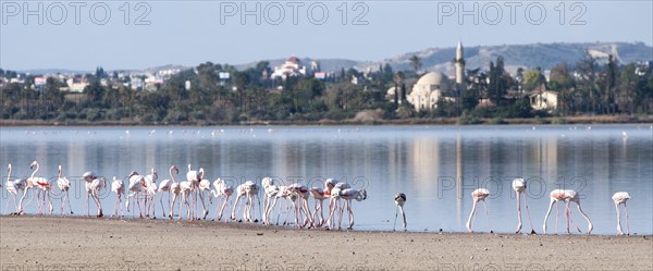 Group of Flamingo birds feeding at the edge of the Salt lake of Larnaca, Cyprus. At the back is the