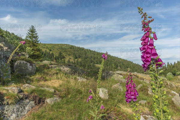 Foxglove in flower (Digitalis purpurea) in the mountain. Vosges, Alsace, France, Europe