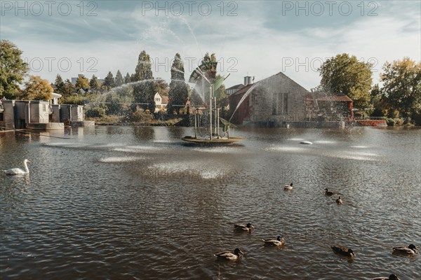 Ducks on the lake in the park. Park in the fall. Autumn trees. Wild ducks are reflected in the lake