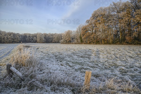 Frozen field with neighbouring forest, cool, wintry ambience, velen, North Rhine-Westphalia,