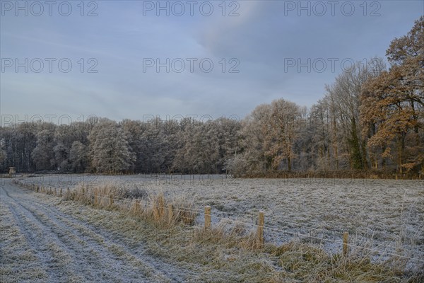 Winter landscape with frost-covered fields and forest in the background, Velen, North