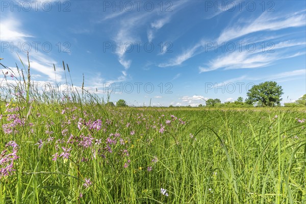 Natural meadow with pink spring flowers. Alsace, France, Europe