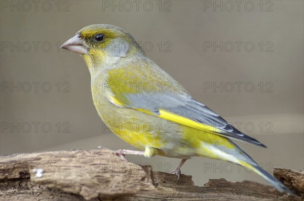 Greenfinch perched on a branch in the forest. (Chloris chloris) . France