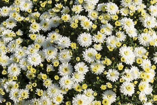 Background formed by beautiful blooming white chrysanthemums