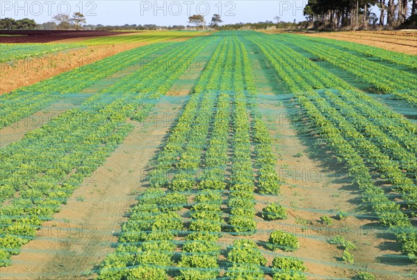 Lettuce crop growing in field, Buckanay Farm, Alderton, Suffolk, England, UK