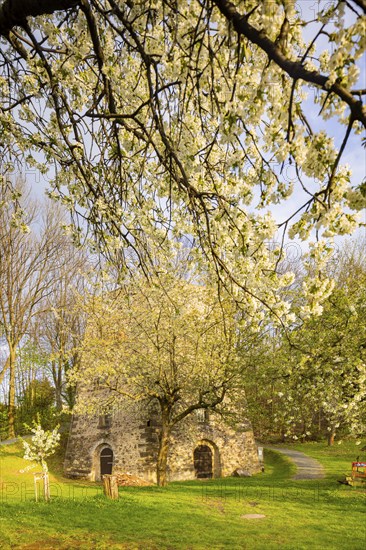 Fruit blossom near Maxen in the Eastern Ore Mountains at the historic lime kiln, Maxen, Saxony,