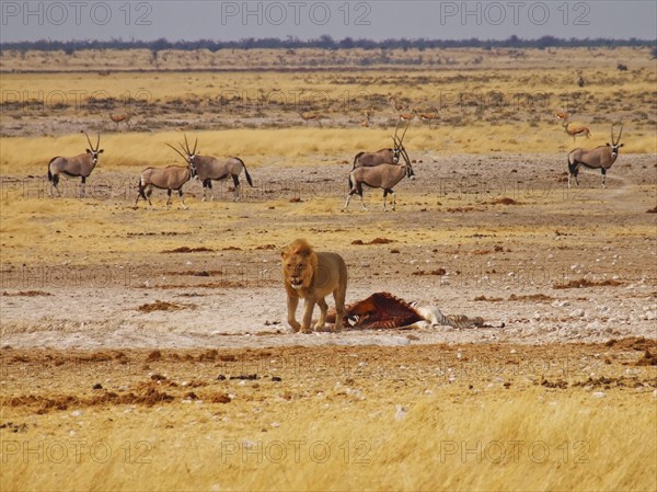A lion has killed a zebra and is guarding the remains at a waterhole. Charitsaub Waterhole, Halali,