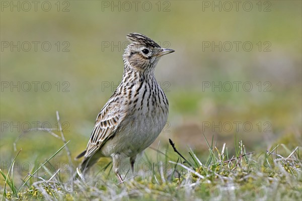 Eurasian skylark (Alauda arvensis) showing raised short blunt crest on the head while foraging on