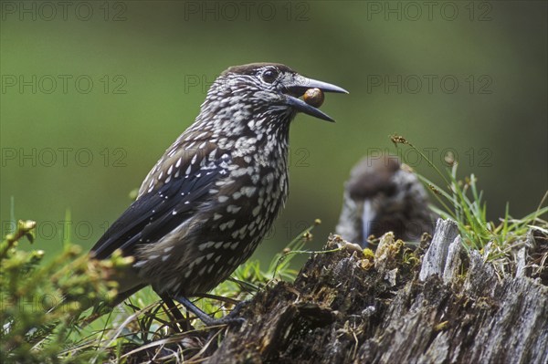 Spotted nutcracker, Eurasian nutcracker (Nucifraga caryocatactes) perched on tree stump with nut in