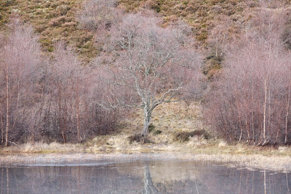 Reddish birch trees overgrown with moss are reflected in the water of a loch covered with ice