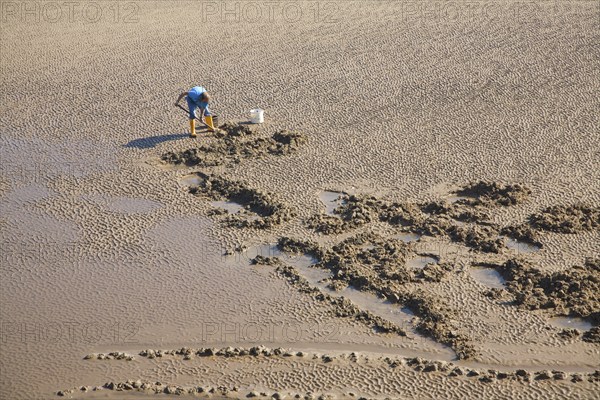 Man digging for worms on the beach, Bridlington, Yorkshire, England, United Kingdom, Europe