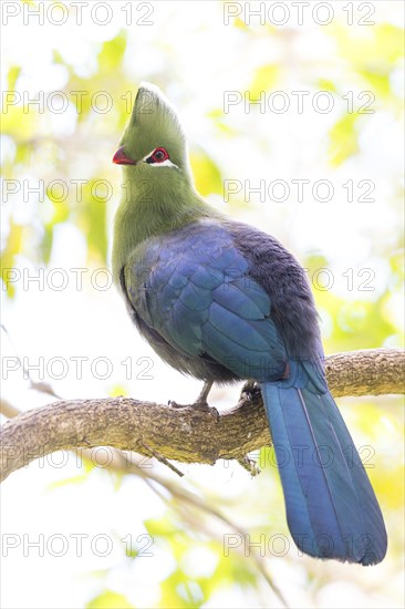 Helmturako, (Tauraco corythaix), Garden Route National Park, Wilderness Section, Wilderness,
