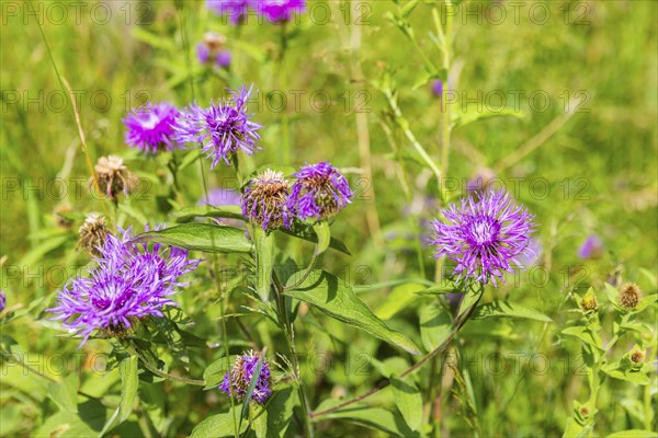 The knapweeds are a genus of plants in the subfamily Carduoideae within the family Asteraceae,