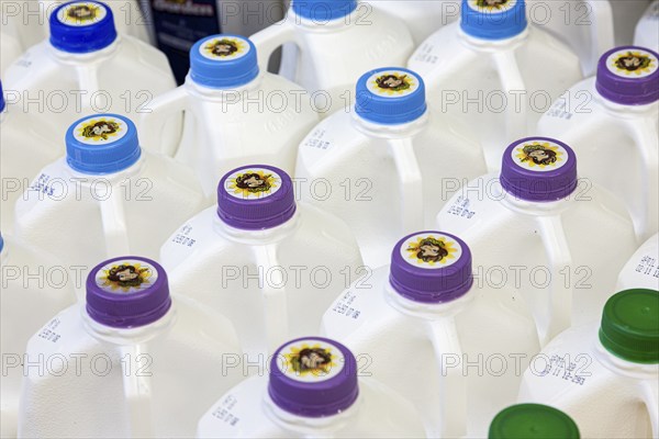 White milk bottles with purple and blue caps lined up in rows