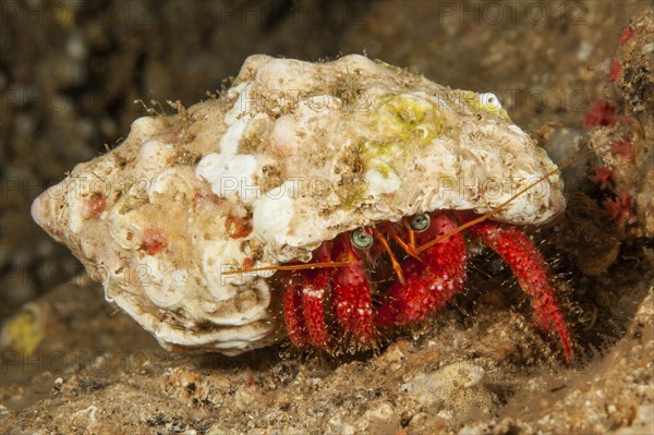 Red Striated hermit crab (Dardanus arrosor) walks with house made of shell from sea snail over