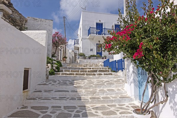 Alley with bougainvillea and oleander, Parikia, Paros, Clyclades, Greece, Europe