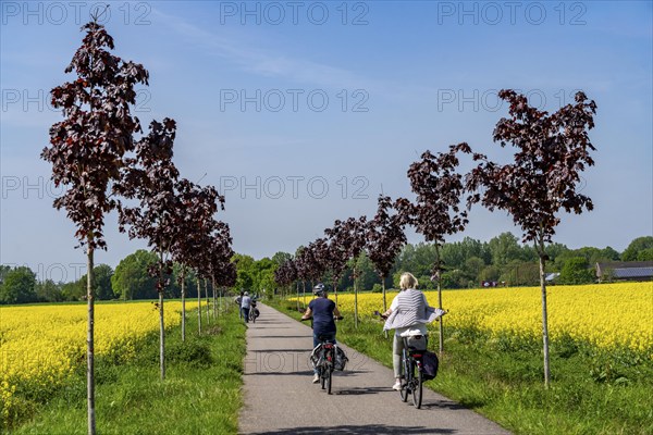 The avenue cycle path between Xanten and Marienbaum, Kalkar, on the Lower Rhine, former railway