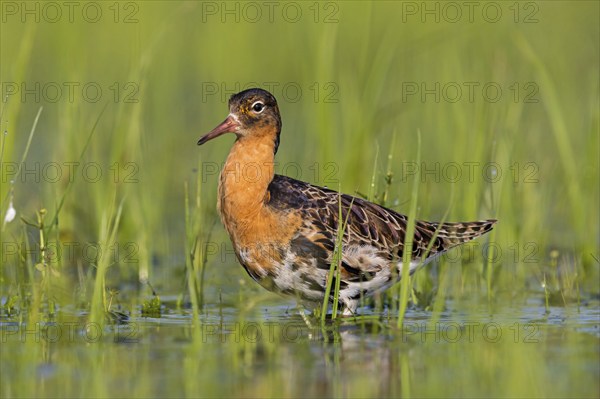Ruff (Philomachus pugnax), male, Narew, Bialystok, Podlasie, Poland, Europe