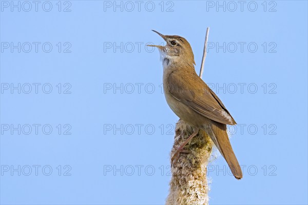 Savi's warbler (Locustella luscinioides) male singing from bulrush spike in wetland in spring