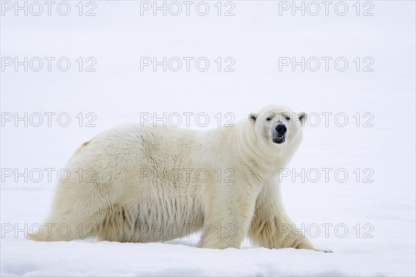 Lone polar bear (Ursus maritimus) hunting on snow plain along the Svalbard coast, Spitsbergen,
