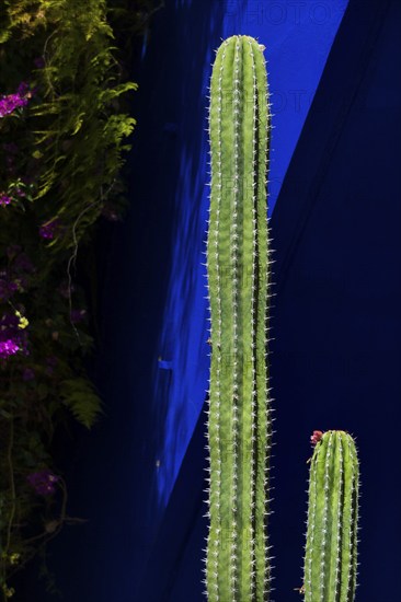 Majorelle Garden, botany, cactus, cacti, flora, plant, botany, tropical, climate, architecture,