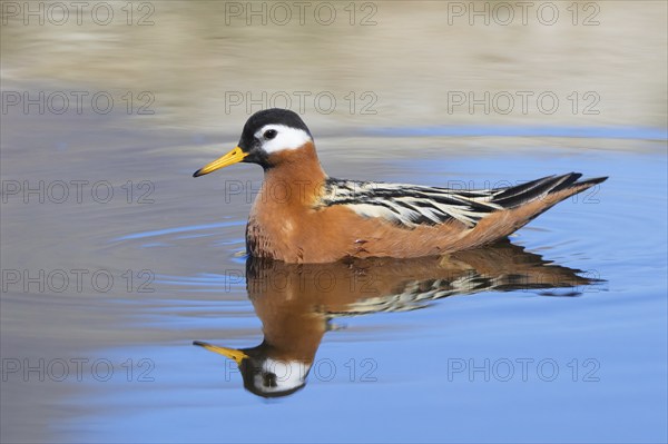 Red phalarope, grey phalarope (Phalaropus fulicarius, Tringa fulicaria) female in breeding plumage