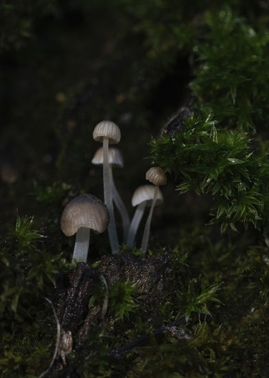 Fungi measuring just a few millimetres grow on a tree trunk covered with moss, macro photograph,
