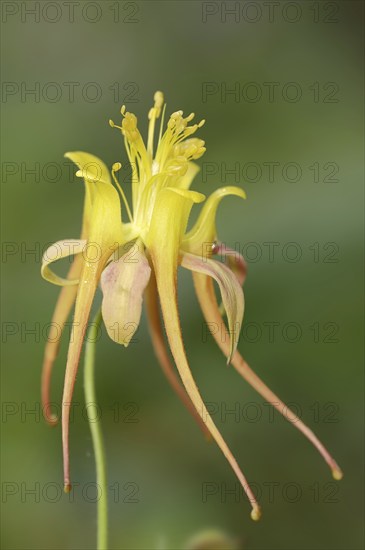 Columbine 'Tequila Sunrise' (Aquilegia skinneri), flower, native to Central America, ornamental