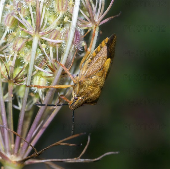 Tree bug species Carpocoris pudicus on fruit stand with prickly fruits, wild carrot (Daucus
