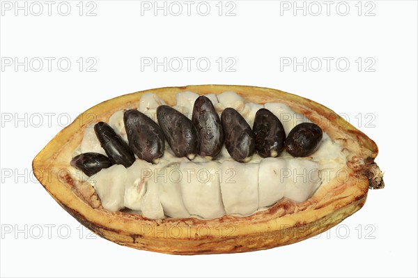 Cocoa tree (Theobroma cacao), halved cocoa fruit with pulp and cocoa beans