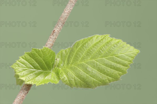 Common hazel or common hazel (Corylus avellana), leaves, North Rhine-Westphalia, Germany, Europe