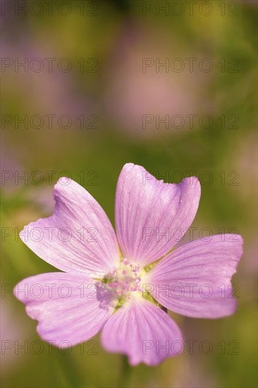 Musk mallow (Malva moschata), close-up, in a sunny meadow in summer, Spessart, Bavaria, Germany,